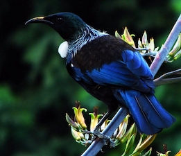 Bellbird logo